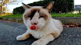 植込みの裏にいた野良猫がモフられに出てきた