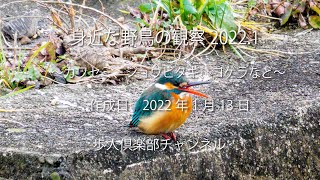 身近な野鳥の観察、カワセミ、ジョウビタキ、コサギ、オオバン、コガモなど　2022年1月