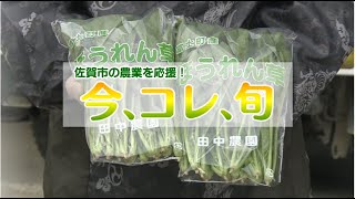 甘くてやわらかい佐賀市富士町産のほうれん草！おススメの美味しい食べ方とは？