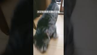 両手でドアを開けるねこ