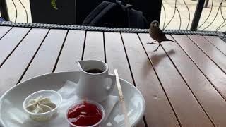 시카고 wildberry pencake에서 만난 참새(자막 유) (A sparrow met at Chicago wildberry pencake)