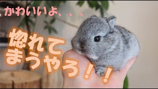 【かわいい、、惚れてしまう、、、】可愛すぎるネザーランドドワーフの赤ちゃん✨