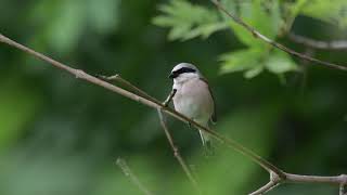 Neuntöter / Red-backed Shrike  (Swisswildlife)