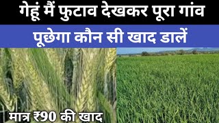 गेहूं की फसल 40 से 50 दिन की हो गई है फिर भी ग्रोथ कम है यह उपाय करे 7 दिन में 1 पौधे से 50 कल्ले