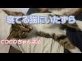 【寝てる猫にいたずら】