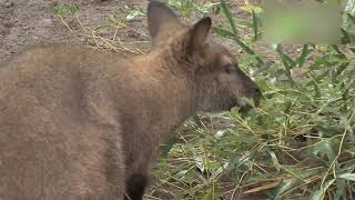 江戸川区　自然動物園 - 地域情報動画サイト　街ログ