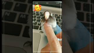 牡丹鹦鹉-时刻紧握我的手指😅 Lovebird: Why holding my finger?