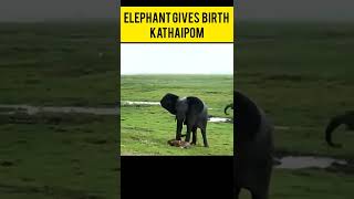 Elephant gives birth | யானை பிரசவ நேரம் | @kathaipom