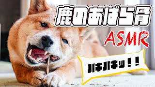 【咀嚼音 ASMR】リピ確定！！鹿のあばら骨が良音すぎた【柴犬 4K】