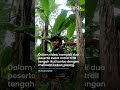 pemilik kebun pisang murka gegara kebunnya dirusak peserta event motor trail di bandung