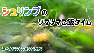 シュリンプのツマツマ！ご飯の様子を撮ってみました！【ミナミヌマエビ】【熱帯魚】【アクアリウム】