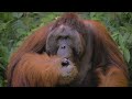 semenggoh orangutan rehabilitation centre kuching malaysia borneo