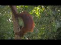 semenggoh orangutan rehabilitation centre kuching malaysia borneo