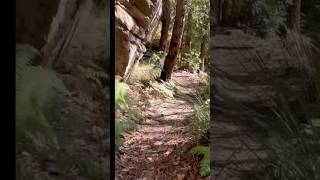 Running the trail down to Brown’s Waterhole in Lane Cove National Park #trail #trailrunning #run