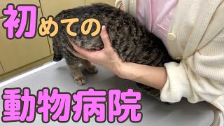 子猫の目やにが治らないので、初めて動物病院へ【目薬の上手なさし方】