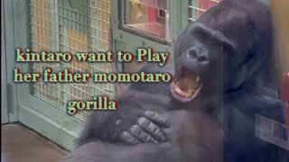 KINTARO  THE CUTIES GORILLA