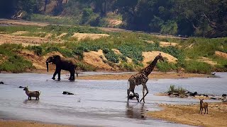 Olifants River | Wildlife Live Stream – Greater Kruger National Park