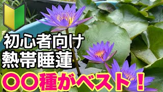 簡単に育てられる熱帯睡蓮！初心者にオススメは○○種！　メダカ睡蓮ビオトープ