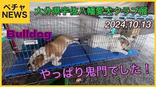 大分県宇佐八幡愛犬クラブ展！やっぱり我が家の鬼門は本当だった！2024.10.13