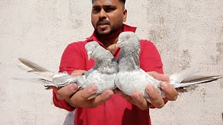 Pakistani Kasni Kamangar Kabootar | High Flyer Pigeon Borderwale Golden Kasoori Kamangar Wolvi Bhai