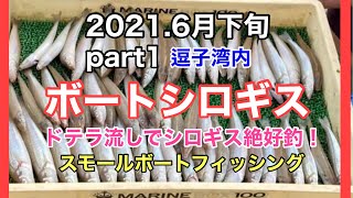 【シロギス】#13 逗子湾内でシロギス爆釣、数釣るなら今がチャンス！仕掛け・釣り方から釣れたポイントも。