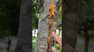 Gum Resin of Silver Oak (Grevillea robusta) #biology #agroforestry #fip #pradeepsirbiology #skysir