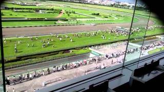 阪神競馬場馬場開放