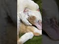 眠り猫 猫のいる暮らし