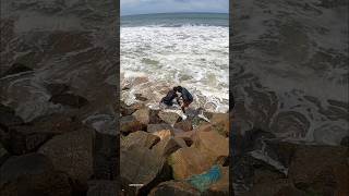 വലിയ മീൻ പിടിക്കുന്നത് കണ്ടോ  STRINGRAY FISHING KERALA 80 KG + #shorts #short #trending #fishing