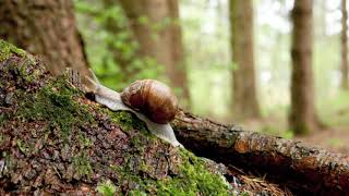 Timelapse of an edible snail (Helix pomatia) moving up a fallen tree, Germany