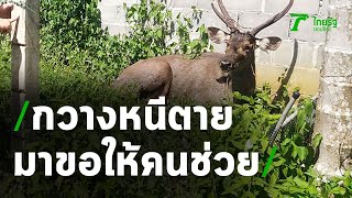 นาทีช่วยชีวิตกวางป่าติดบ่วง วิ่งหนีตายมาขอพึ่งใบบุญมนุษย์ | Thairath Online