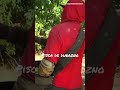 Uno de los más rápidos para la pisca de durazno #shorts  #viral #suscribete #agriculture #usa