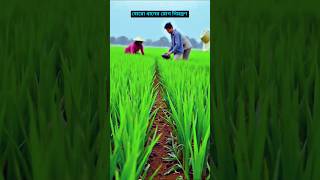 বোরো ধানের রোগ নিয়ন্ত্রণ | Banglar Kisan