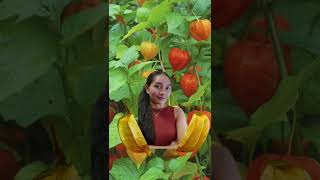 Physalis Angulata || Ciplukan #ciplukan #trending #viral #shorts #satisfying