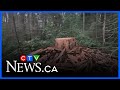 Park board defends cutting down 400-year-old tree