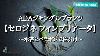 【小型着生ラン】セロジネ・フィンブリアータ水苔とベラボンで株分け