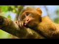 wildest indochina episode 3 thailand nature s survivors free documentary nature