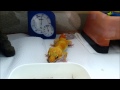 ヒョウモントカゲモドキ デュビアとレッドローチを捕食　leopard gecko