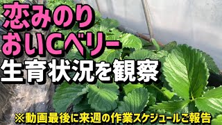 「いちご栽培 いちご農家」恋みのりとおいCベリーの生育状況を観察