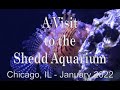 A Visit to the Shedd Aquarium - Chicago - January 2022