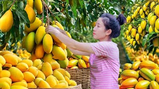 Harvesting Ripe Mangoes - Make Mango Pig Ear Salad Go To Market Sell | Harvesting Farm Produce