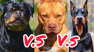 Rottweiler vs Pit Bull vs Doberman | Qual o melhor cão