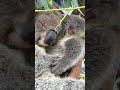 Koala joey cuddles with mum 🐨💚