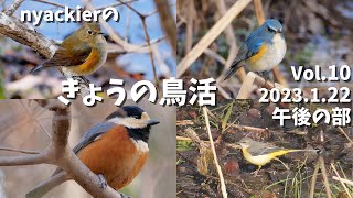 nyackierの今日の鳥活 Vol.10　2023年1月22日 午後の部　北本自然観察公園 野鳥観察　～青い子に逢いに行こう～