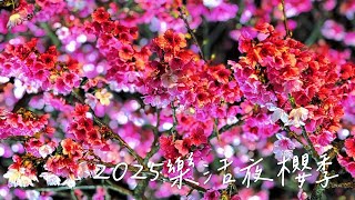 台北市最方便賞櫻花的地方🌸【2025樂活夜櫻季】，蛇來運轉🏮【2025台北燈節】。