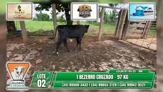 LOTE 02   1 BEZERRO CRUZADO   97 KG  - LEILORIO / LEILOALPA - 07/01/25