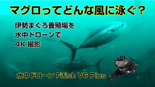 貴重映像　伊勢まぐろ　養殖生簀点検　FIFISH V6 PLUS水中ドローン  ＆  DJI MATRICE 300 RTK　ドローン点検