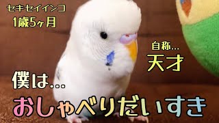 【おしゃべりインコ】おしゃべりだいすきシトちゃん♡                 #セキセイインコ #ハルクイン #おしゃべりインコ