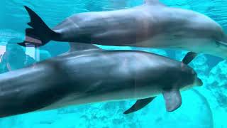 Common Bottlenose Dolphins