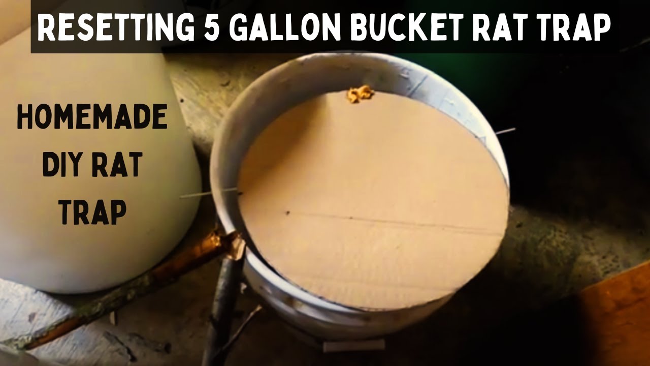 5 Gallon Bucket Rat Trap Diy